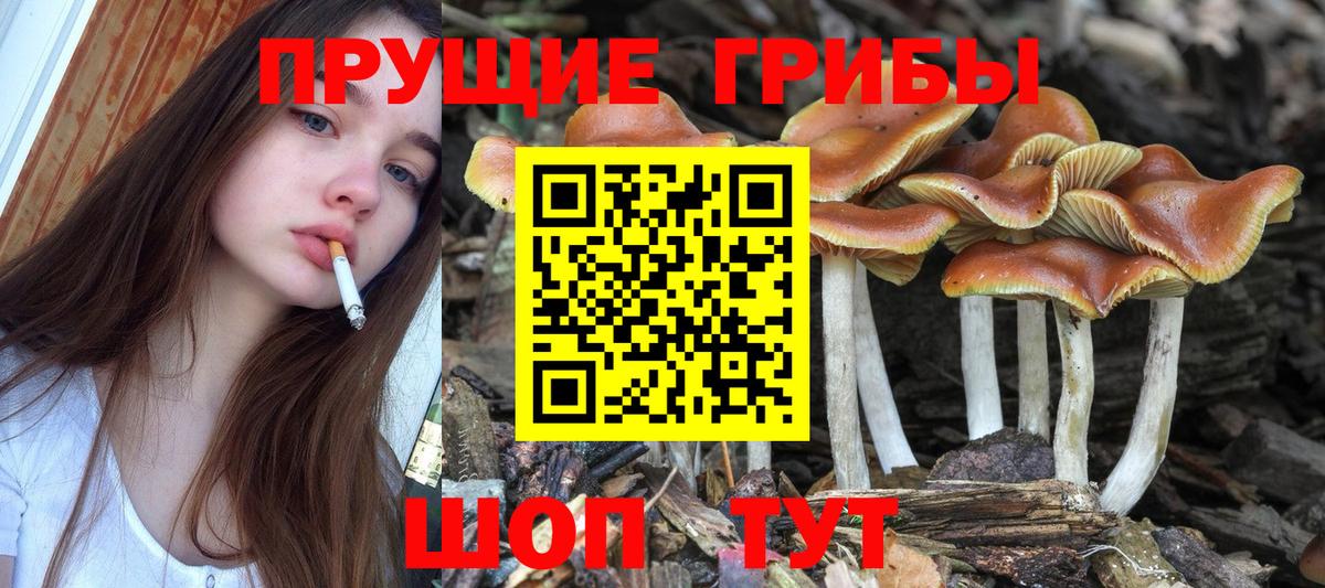 Псилоцибиновые грибы мицелий Оренбург